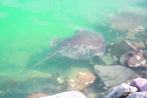 A short-tail or smooth stingray. Image // Helen Cadwallader.